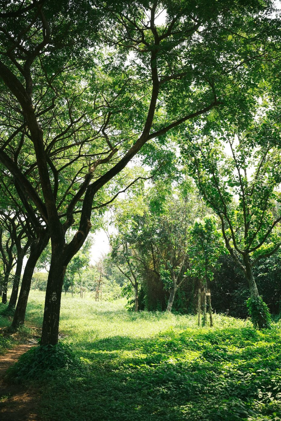 Sample photo for the Dreamy Green Fujifilm recipe